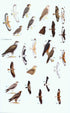 A Field Guide to the Birds of Thailand, Robson, C. 2016